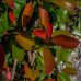 Červienka Fraserova (Photinia × fraseri) ´RED ROBIN´ - výška 150-170 cm, šírka 90-110 cm, kont. C50L - ŠPALIÉR